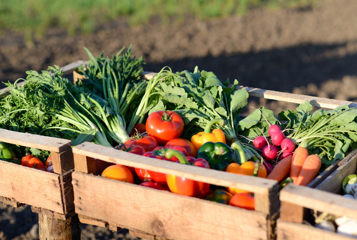 Sustainable Produce Farming